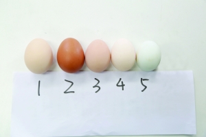 评果盲测：草鸡蛋生态草鸡、洋鸡蛋哪个好吃？