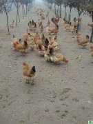 安徽草鸡2